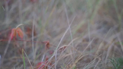 Blurred Grass Background Stock Footage 94709109