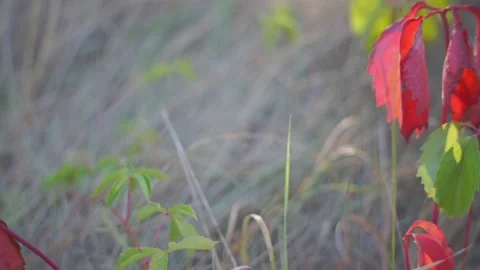 Blurred Grass Background Stock Footage 94709132
