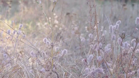Blurred Grass Background Stock Footage 94709383