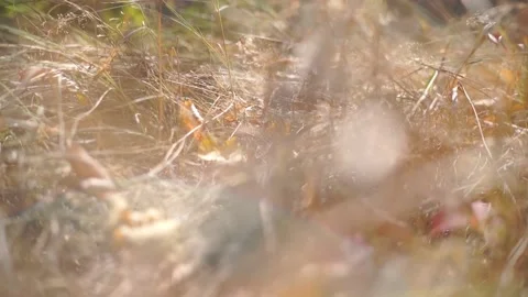 Blurred Grass Background Stock Footage 94715755