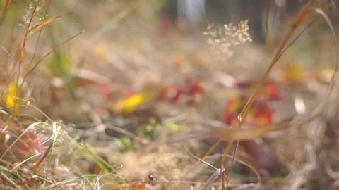 Blurred Grass Background Stock Footage 94715776