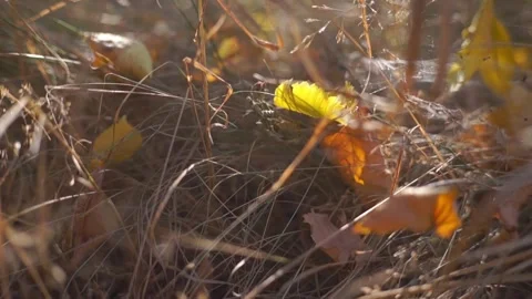 Blurred Grass Background Stock Footage 94715806