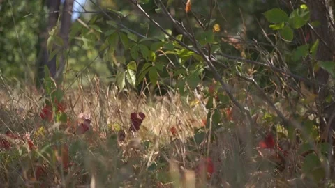 Blurred Grass Background Stock Footage 94716932
