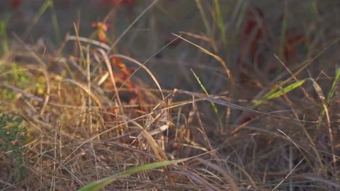 Blurred Grass Background Stock Footage 94717234