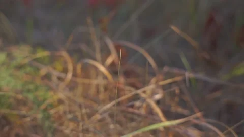 Blurred Grass Background Stock Footage 94717249