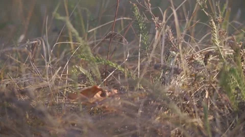 Blurred Grass Background Stock Footage 94718208