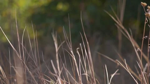 Blurred Grass Background Stock Footage 94718313