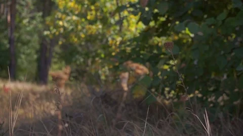 Blurred Grass Background Stock Footage 94718556