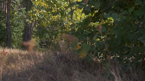 Blurred Grass Background Stock Footage 94718780