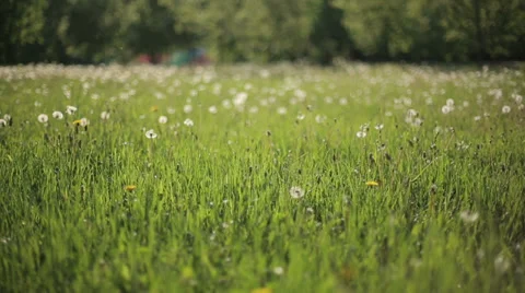 Blurred Grass Background. HD Shot With Slider. Stock Footage 38609801