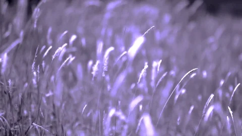 Blurred Grass Background Motion zoom in and focus point Stock Footage 72759275