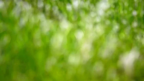Blurred Grass Background Motion zoom in and focus point. Stock Footage 72759889