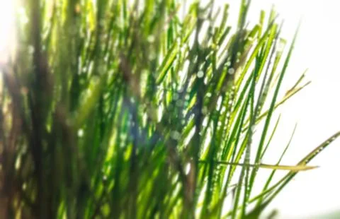 Blurred grass background Foto stock