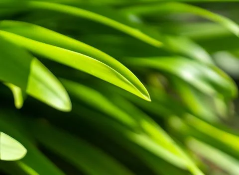 Blurred grass background.  Stock Photos