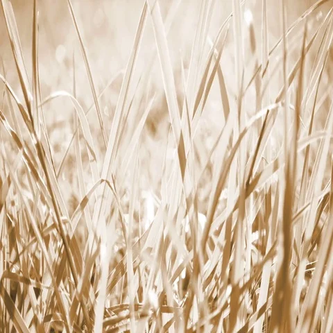 Blurred grass background with sunlight and modify color Stock Footage 69488457