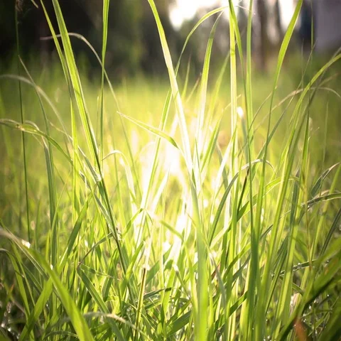 Blurred grass background with sunlight Stock Footage 69611380