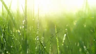 Blurred Grass Background With Water Drops. Slo-Mo. Hd Video Footage 1080P Stock Footage