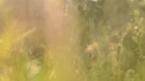 Blurred Grass Background With Water Drops. Stock Footage 44641727
