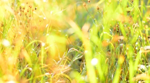 Blurred Grass Background With Water Drops Comes Into Focus. Stock Footage 53865424