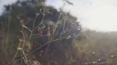 Blurred Grass Background With Water Drops. Stock Footage 69213574