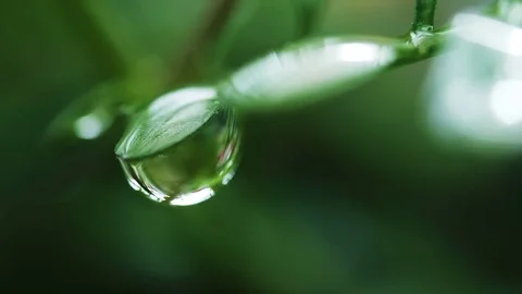 Blurred Grass Background With Water Drops Stock Footage