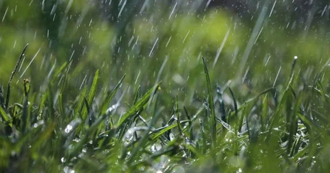 Blurred Grass Background With Water Drops Stock Footage 76086058