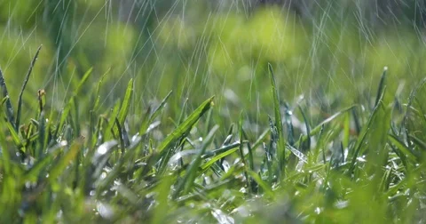 Blurred Grass Background With Water Drops Stock Footage 76086447