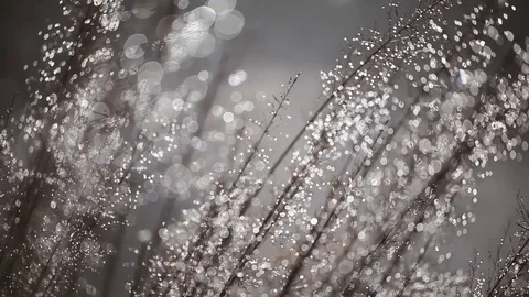 Blurred grass background with water drops Stock Footage 80340199
