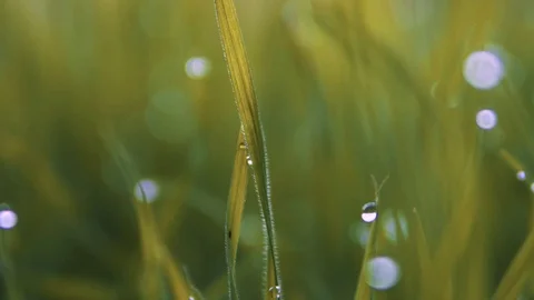 Blurred grass background with water drops Stock Footage 116480273