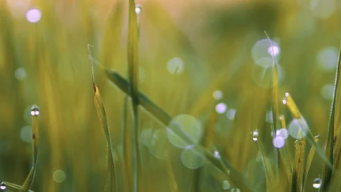 Blurred Grass Background With Water Drops Stock Footage 116480282
