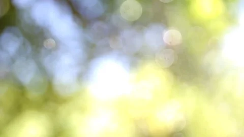 Blurred Grass Background wind tree leaves. hd video Stock Footage 80767336