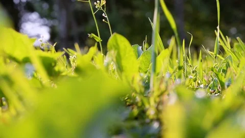 Blurred grass closeup Video stock 92800186