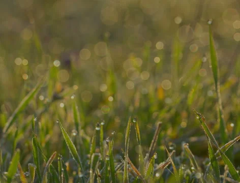 Blurred Grass With dew Water Drops. HDR RAW Shot With Motorized Slider. 스톡 동영상 49172725