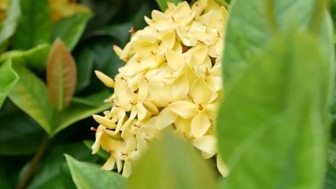 Blurred Grass Flower 動画素材 244903446