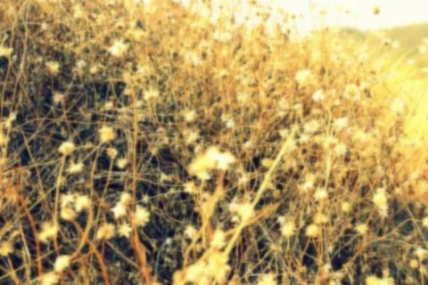 Blurred Grass Flowers Background. Stock Photos
