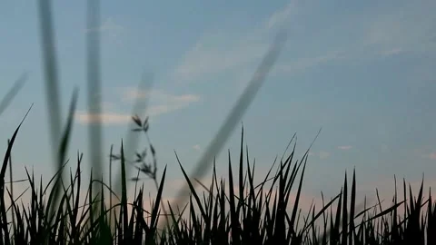 Blurred Grass Stock-Footage 332875189
