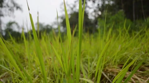 Blurred grass with green field background Stock Footage 288047542