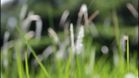 Blurred Grass part 1 Stock Footage 130904794