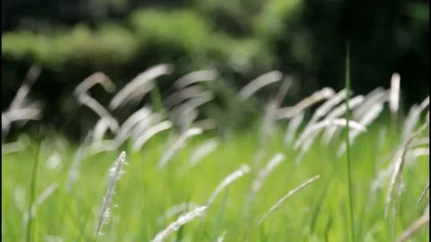 Blurred Grass part 2 Stock Footage 130904817
