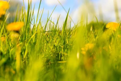Blurred grass Foto stock