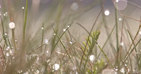 Blurred grass with water drops. 4k shot. Stock Footage 94240077