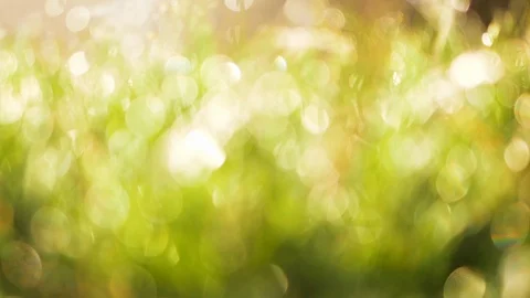 Blurred Grass With Water Drops. Defocused Slider Dolly Background Landscape. 4k Stock Footage 88436331