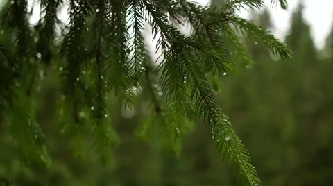 Blurred grass with water on pine tree Vídeos de archivo 58574565