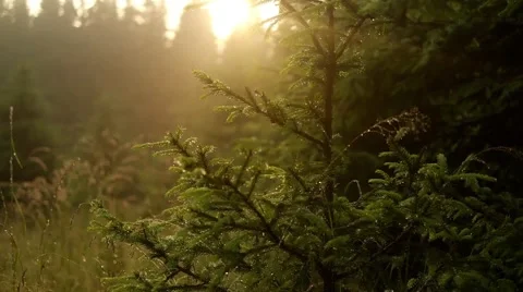 Blurred grass with water on pine tree Stock-Footage 58574580
