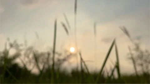 Blurred grass were blown by the wind. Sunset Background video 스톡 동영상 155574375