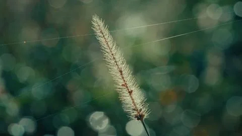 Blurred green backdrop with light spots Stock-Fotos