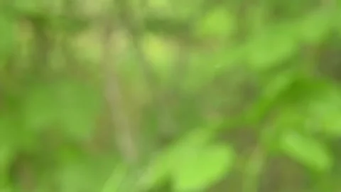 Blurred green background. Video stock 155366122