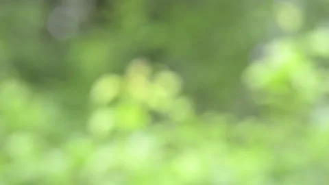 Blurred green background. Video stock 155366492