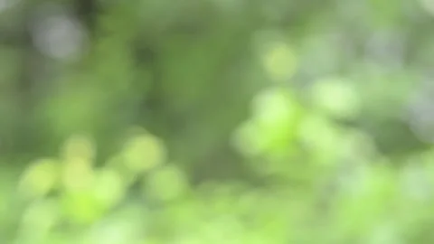 Blurred green background. Stock-Footage 155366503