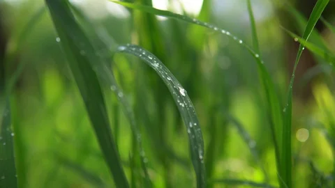 Blurred green background, grass with water drops. Stock Footage 91652392